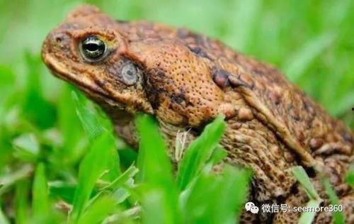 娱乐吃瓜大蛤蟆,揭秘娱乐圈幕后趣闻